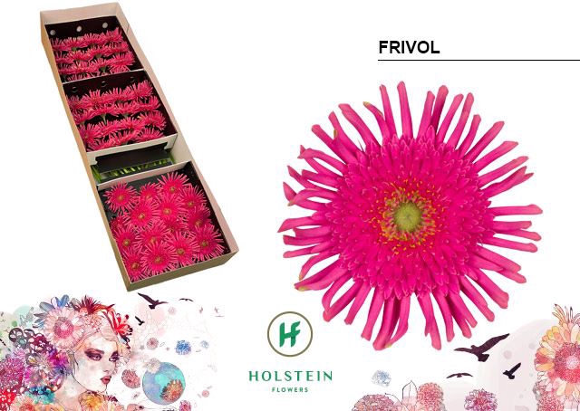 <h4>Gerbera Gerpasta Frivol</h4>