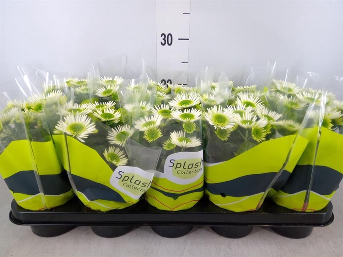 <h4>Chrysanthemum 'Splash Meadow'</h4>