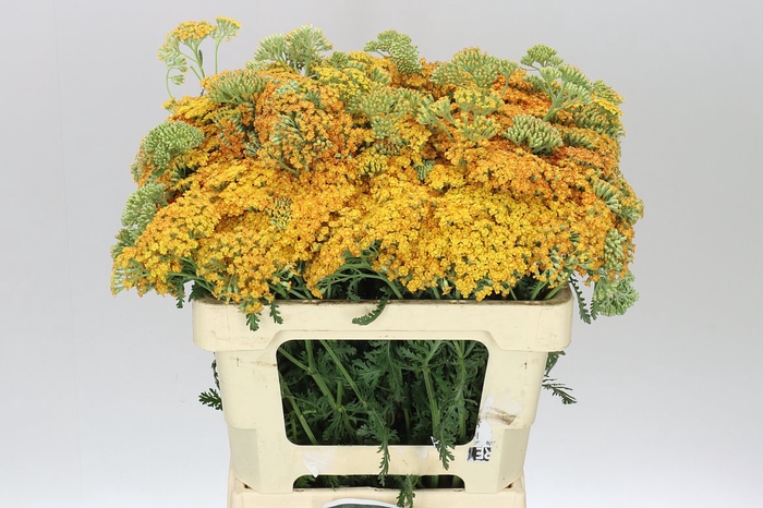 <h4>Achillea Terracotta</h4>