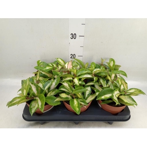 Hoya carnosa 'Krimson Queen'