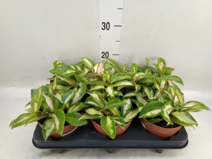 <h4>Hoya carnosa 'Krimson Queen'</h4>