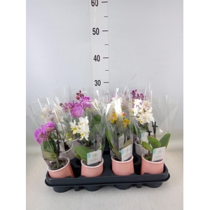 Phalaenopsis   ...mini