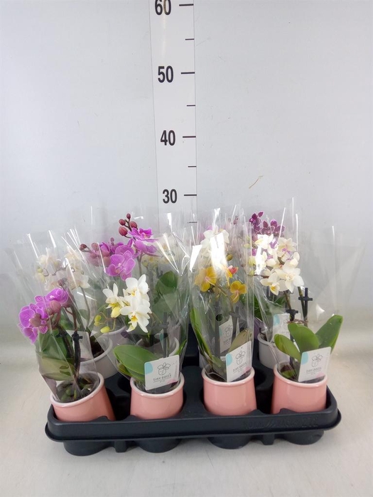 <h4>Phalaenopsis   ...mini</h4>