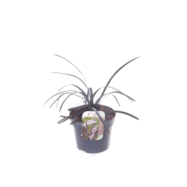 <h4>Ophiopogon planiscapus Niger</h4>