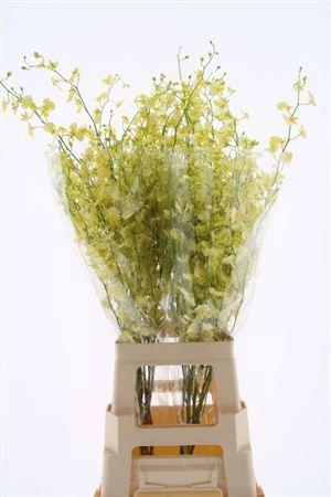 <h4>Oncidium Elena Xl</h4>