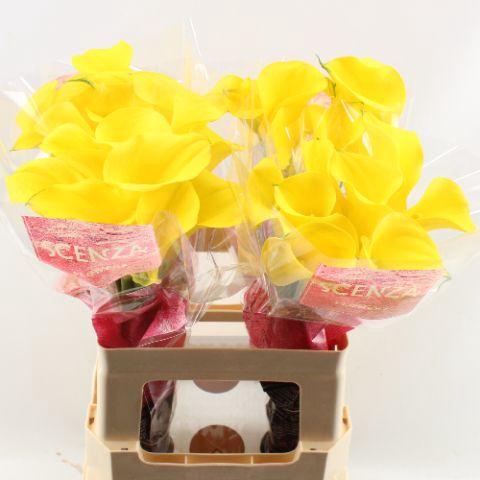 <h4>ZANT GOLD MEDAL SCENZA</h4>