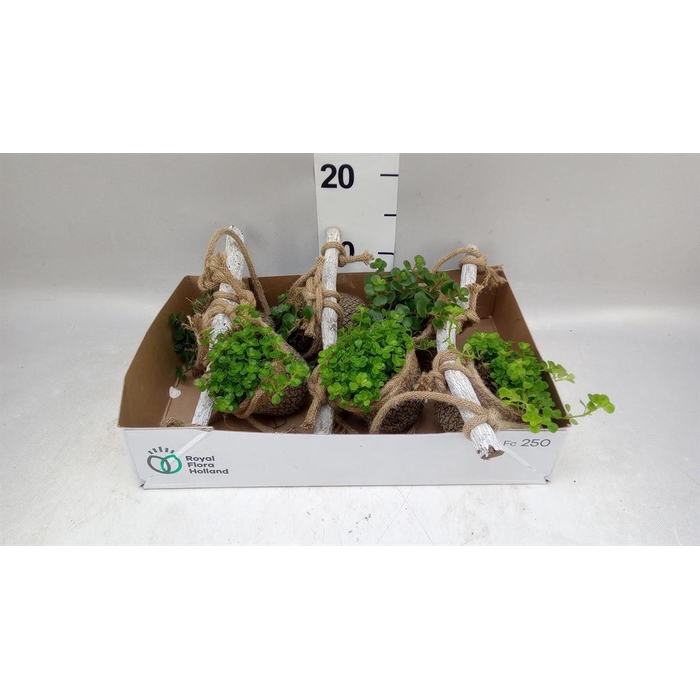 <h4>Arr.   Kamerplant Groen L%</h4>