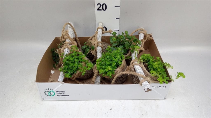 Arr.   Kamerplant Groen L%
