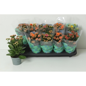 KAL GE PERF GEM 5 KL