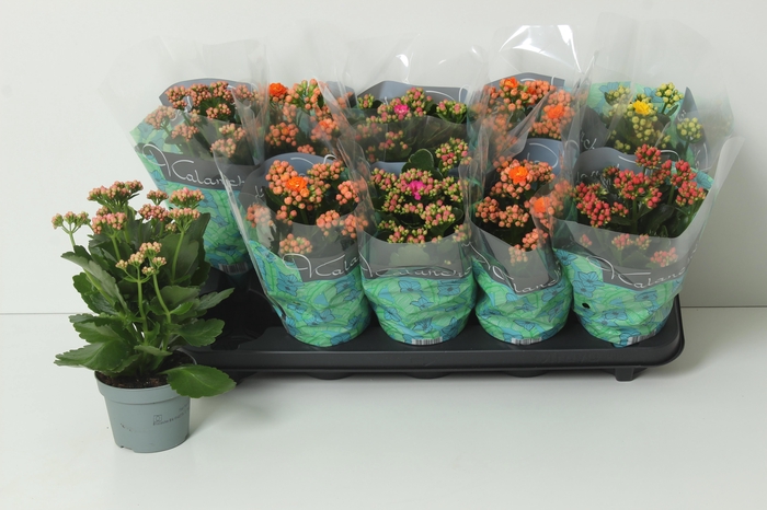 <h4>KAL GE PERF GEM 5 KL</h4>