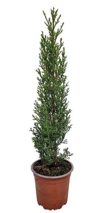 <h4>Cupressus Sempervirens Totem</h4>