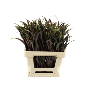 Cordyline Tops Chicken Tail