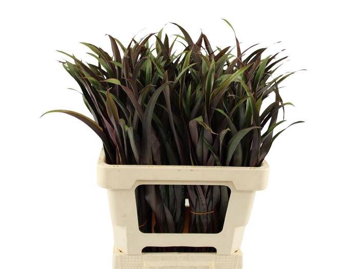 <h4>Cordyline Tops Chicken Tail</h4>