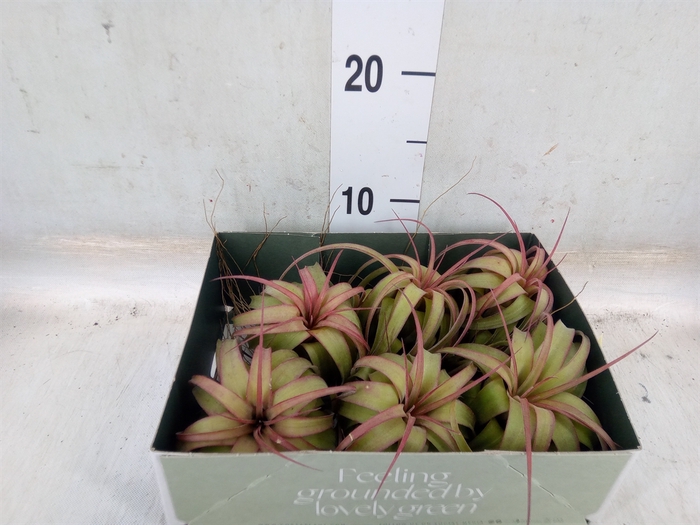 <h4>Tillandsia</h4>