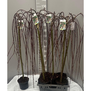 SALIX CAP KILMARNOCK