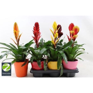 Vriesea Gem 6 Srt Ceramic