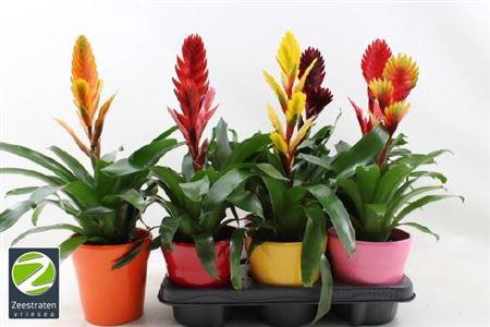 <h4>Vriesea Gem 6 Srt Ceramic</h4>