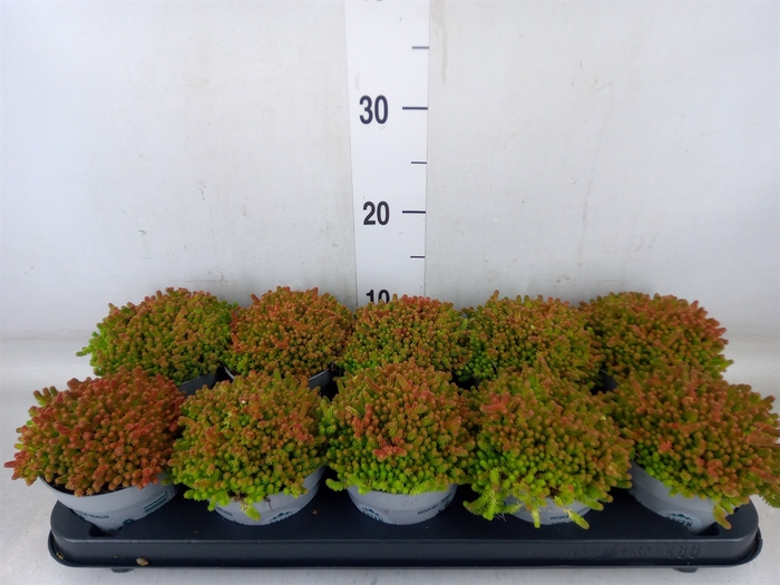 <h4>Sedum sexangulare</h4>