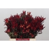 Leucadendron Blush Spray