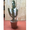 Euphorbia overig
