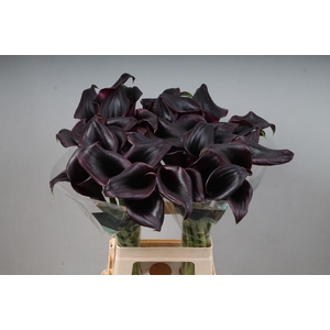 Zantedeschia call ceara