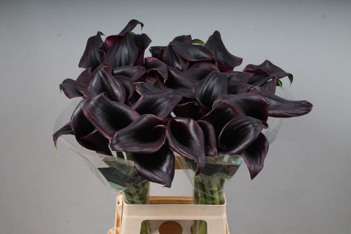 <h4>Zantedeschia call ceara</h4>