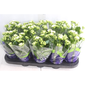 KALANCHOE DOBRADO P11 BRANCO