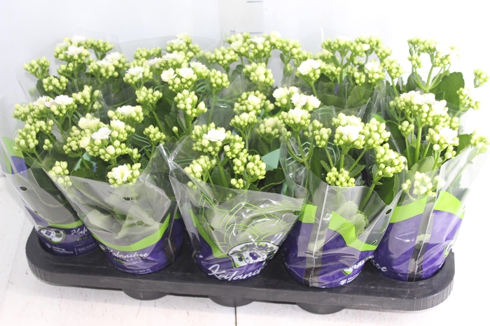<h4>KALANCHOE DOBRADO P11 BRANCO</h4>