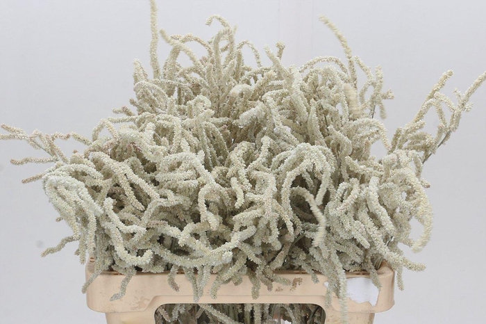 <h4>Amaranthus Yearming Desert</h4>