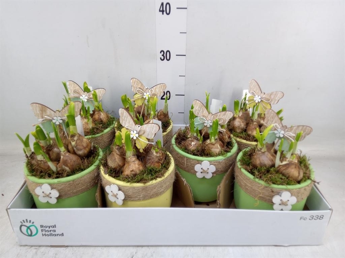 <h4>Arr.  Narcissus</h4>