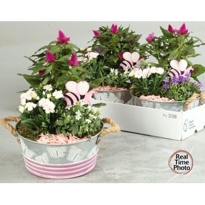 ARR TUINPLANTEN