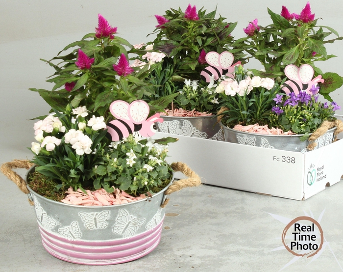 <h4>ARR TUINPLANTEN</h4>