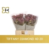 Lim Sin Tiffany Diam