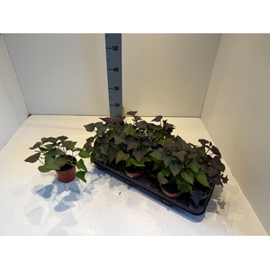 IPOMOEA BATATAS