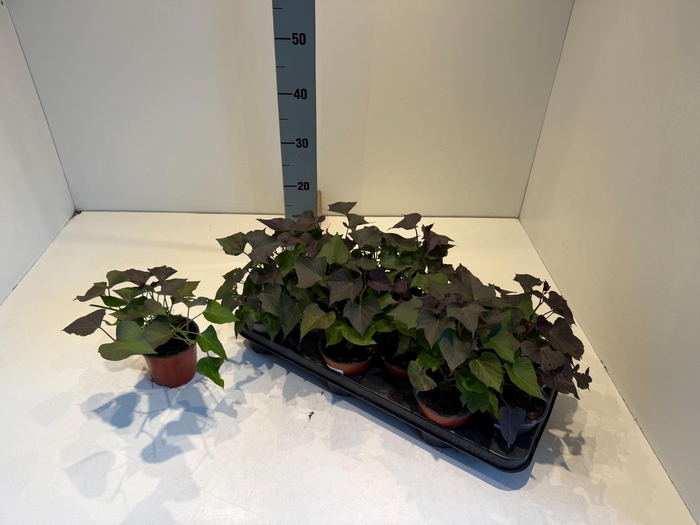 <h4>IPOMOEA BATATAS</h4>