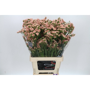 Limonium Sinuatum Royal Orange