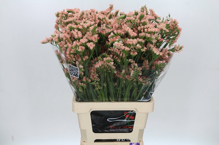 <h4>Limonium Sinuatum Royal Orange</h4>