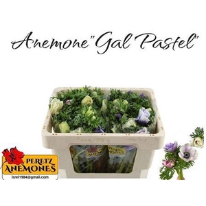 Anem Co Galil Pastel