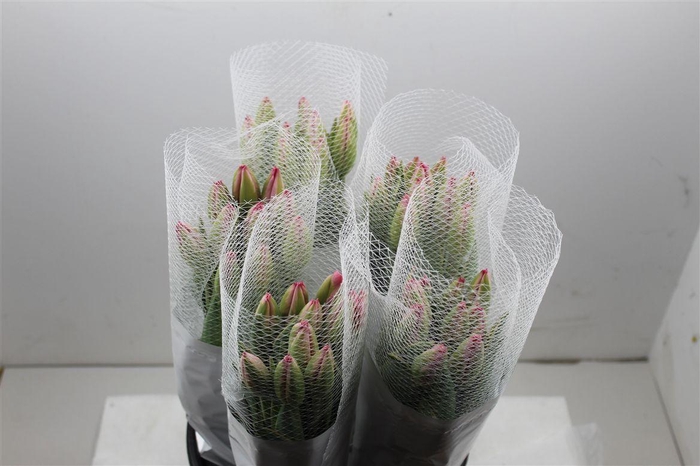 <h4>Tu Fr En Swarovski</h4>