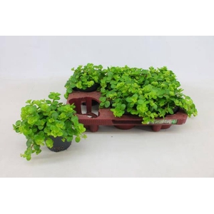 PEP ROTUNDIFOLIA