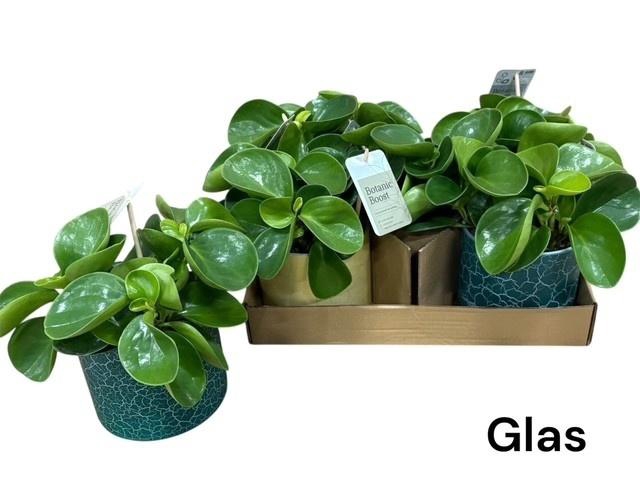 <h4>PEP OBT GREEN GOLD</h4>