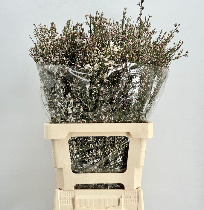 <h4>Genista Heidebrem White</h4>
