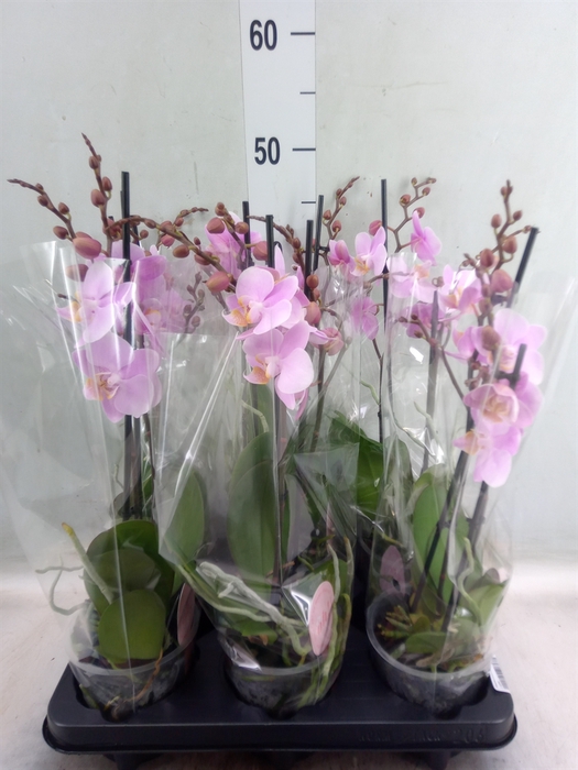 <h4>Phalaenopsis multi. 'Beaution'</h4>