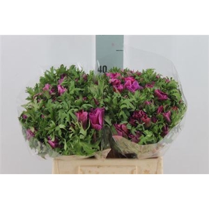 Anemone Mistral Orchid Lila