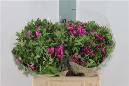 <h4>Anemone Mistral Orchid Lila</h4>