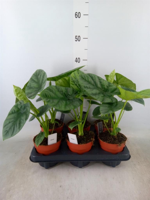 <h4>Alocasia   ...</h4>