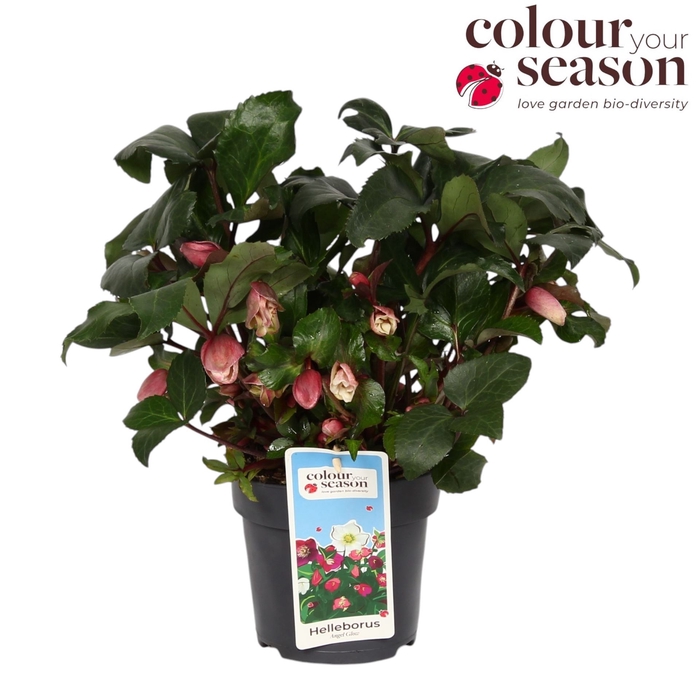 <h4>Helleborus  'Angel Glow'</h4>