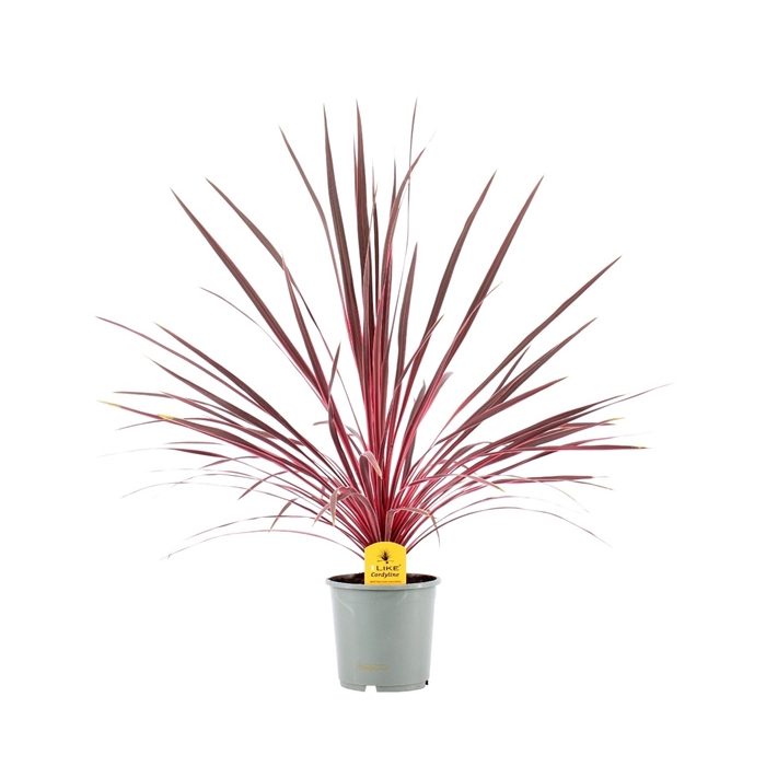 <h4>Cordyline Australis Charlie Boy - 17cm</h4>