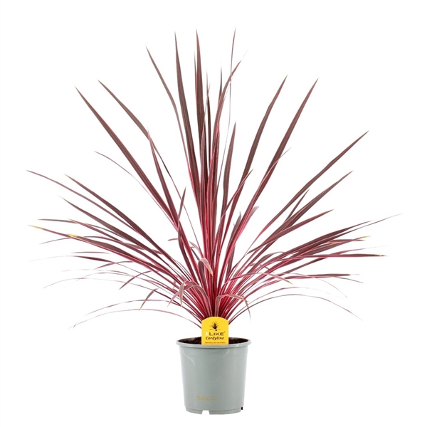 Cordyline Australis Charlie Boy - 17cm