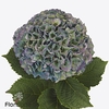 Hydrangea royal parade classic